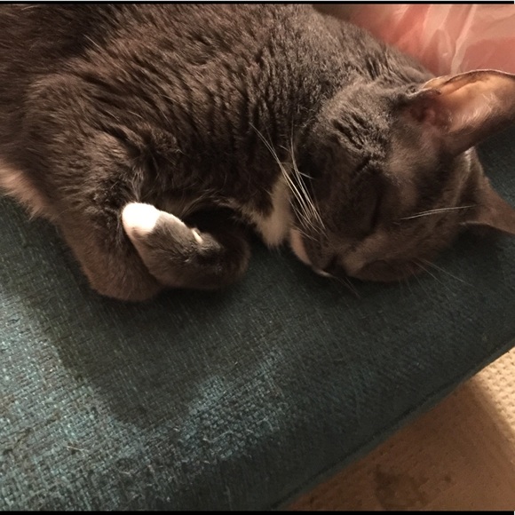 Meet your Posher, Gabby - Picture 2 of 8